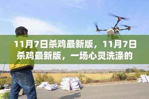 11月7日杀鸡最新版,自然美景的心灵洗涤之旅