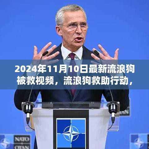 流浪狗救助行动背后的深度议题,关注最新救助视频