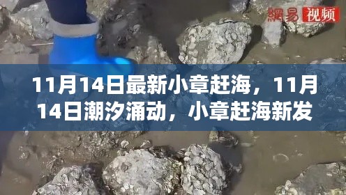 11月14日潮汐涌动,小章赶海新发现大揭秘!