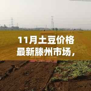 滕州市场11月土豆价格揭秘，科技革新与智能追踪系统引领未来生活新篇章