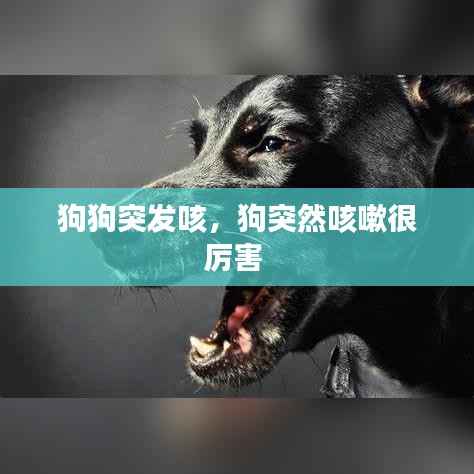 狗狗突发咳,狗突然咳嗽很厉害