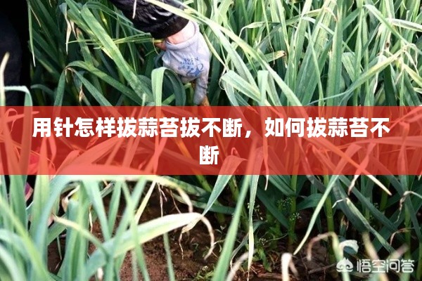 用针怎样拔蒜苔拔不断,如何拔蒜苔不断