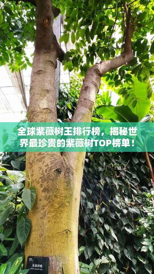 全球紫薇树王排行榜,揭秘世界最珍贵的紫薇树TOP榜单!