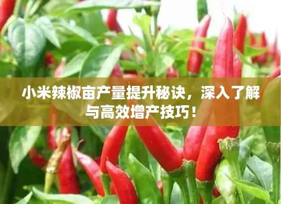 小米辣椒亩产量提升秘诀,深入了解与高效增产技巧!
