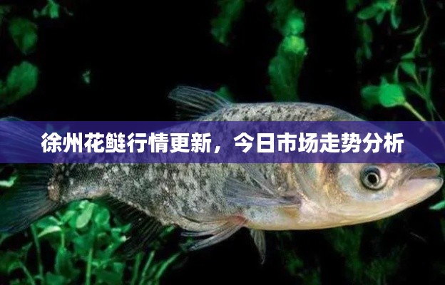 徐州花鲢行情更新,今日市场走势分析