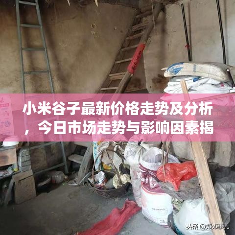 小米谷子最新价格走势及分析,今日市场走势与影响因素揭秘